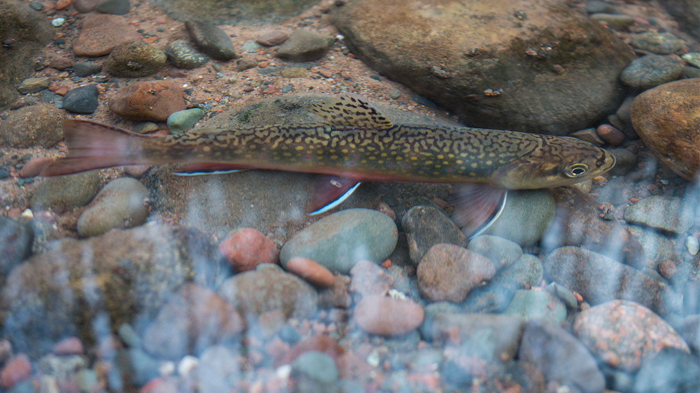 Brook Trout Fishing Above the Barriers
