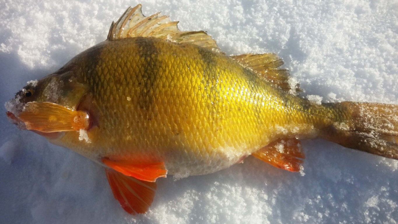 Ice Fishing North Dakota
