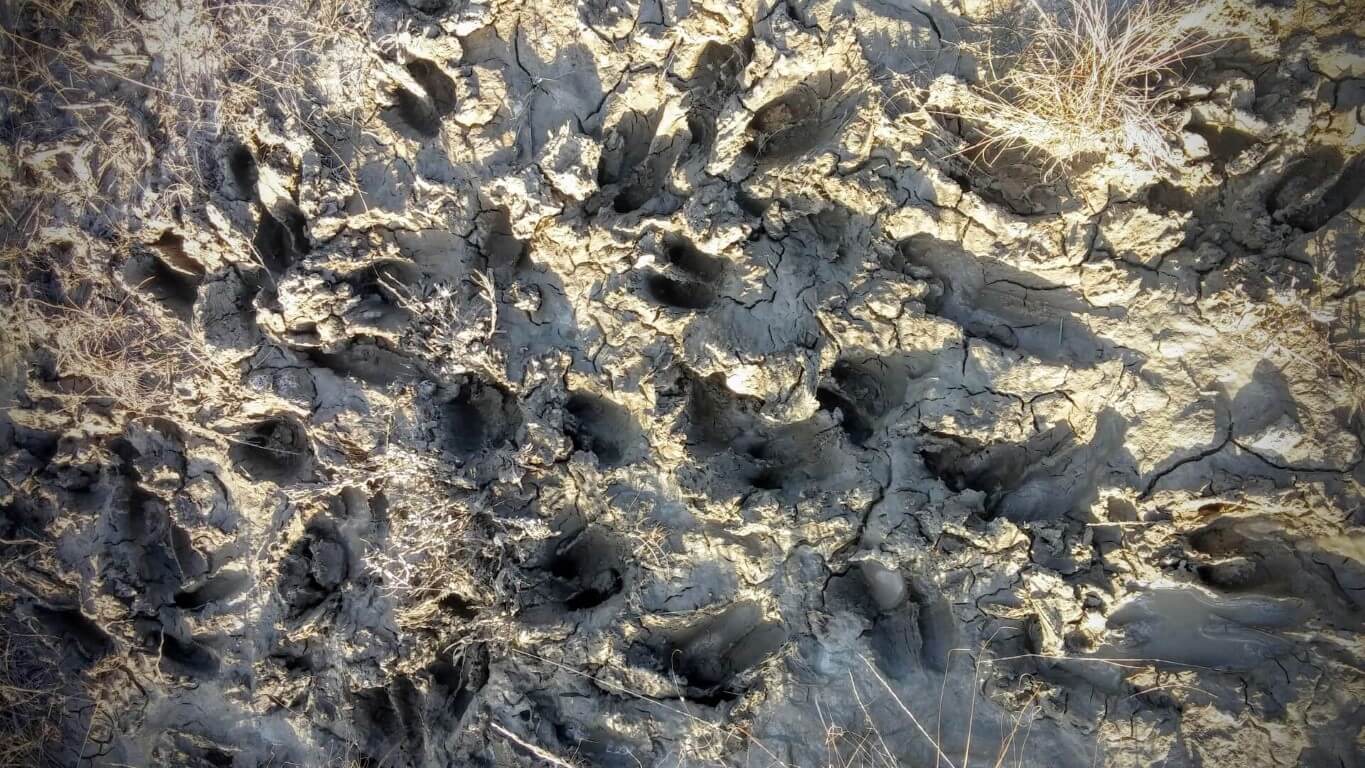 Elk Tracks