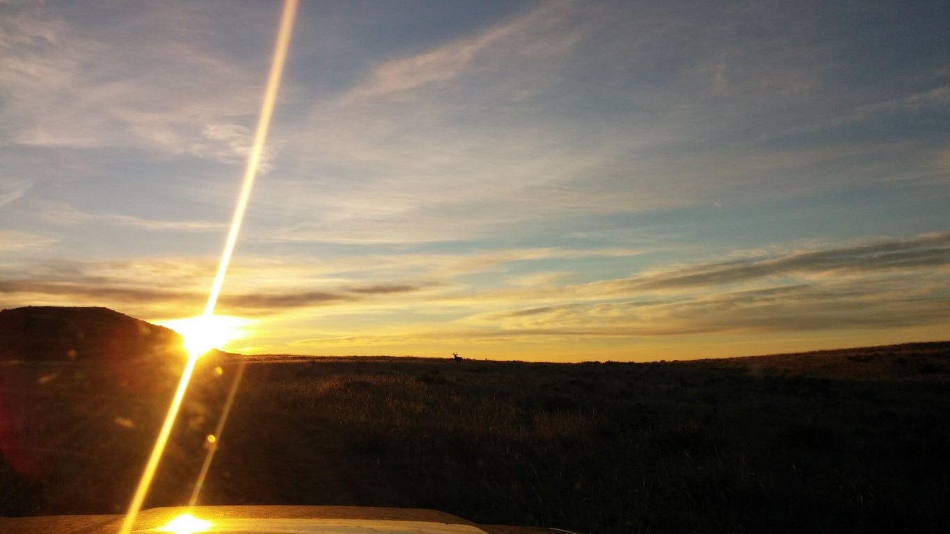 Mule Deer Buck on the Horizon