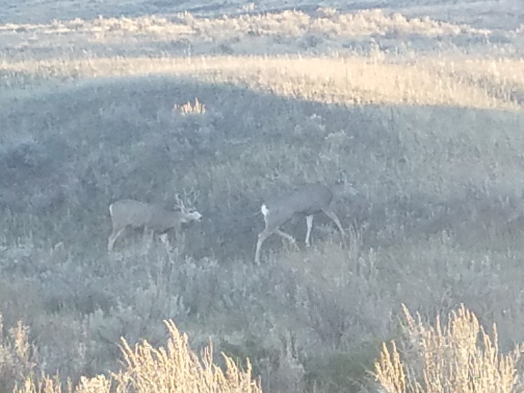 Forkhorn in the Rut