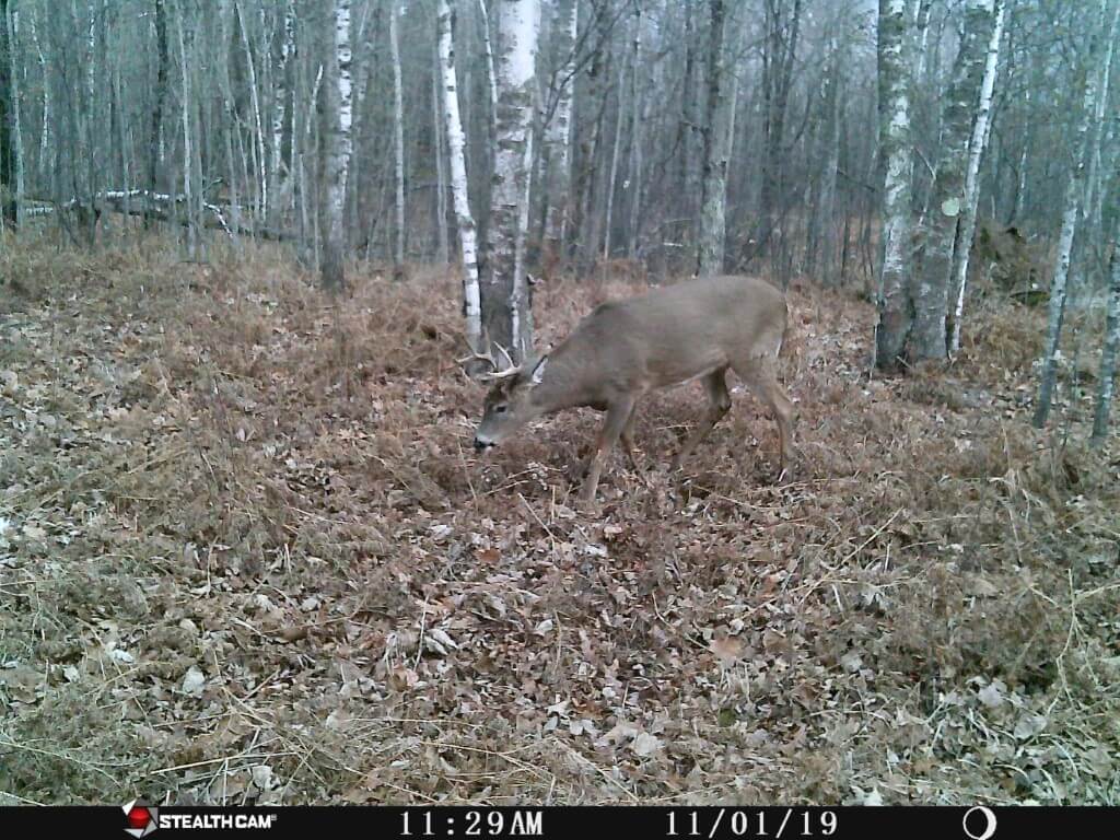 Trailcam Buck