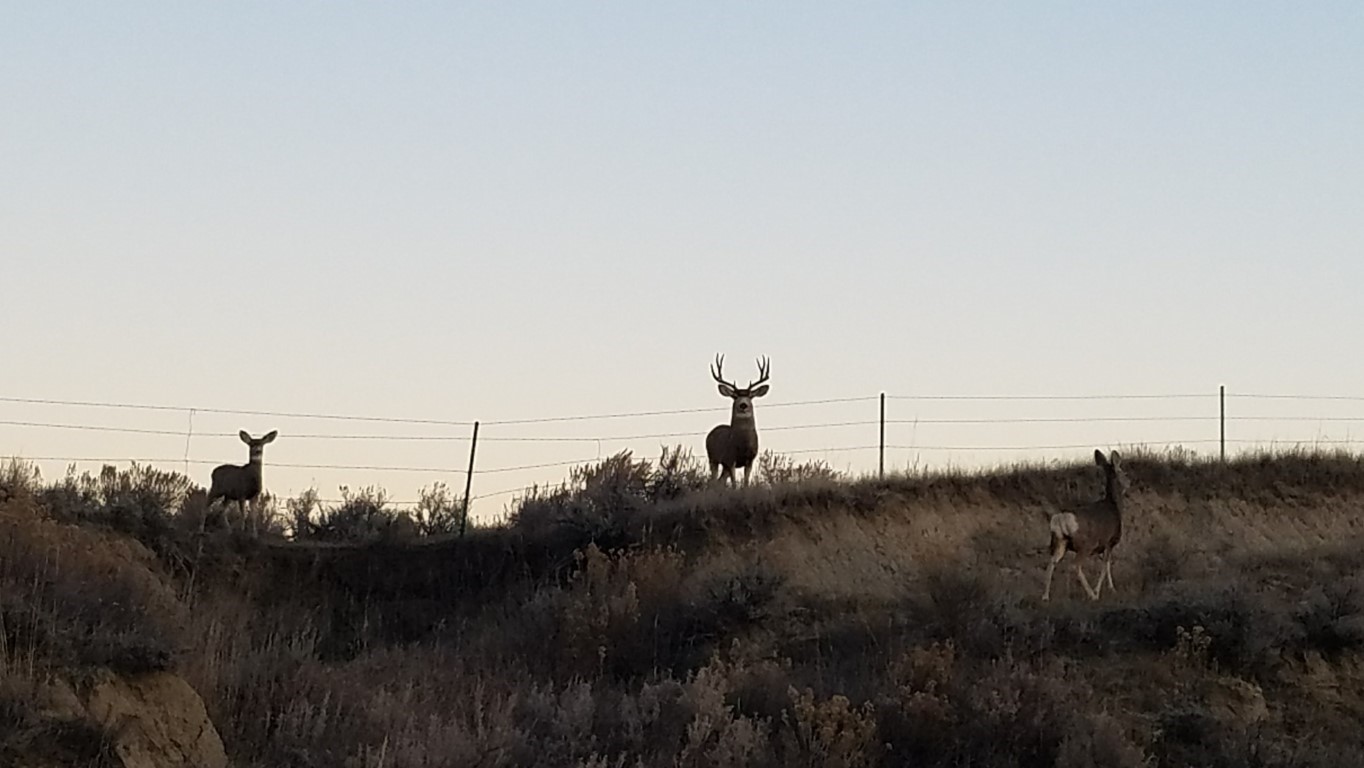 2016 Montana Mule Deer Hunt