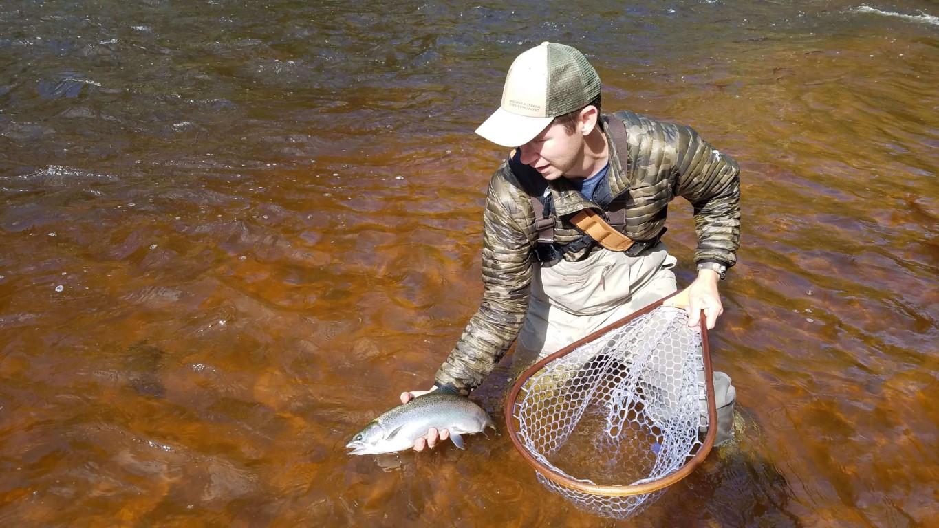 Releasing a Brule River Steelhead