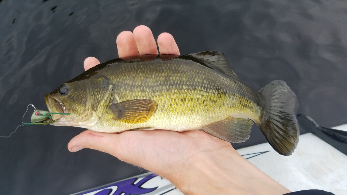 Late Summer Largemouth Bass - On The Water