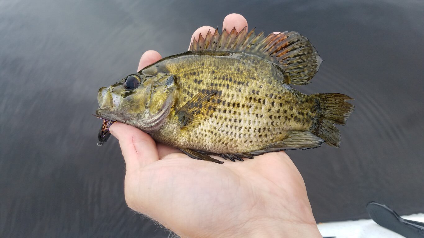 Fly Fishing for Largemouth Bass - MidWest Outdoors