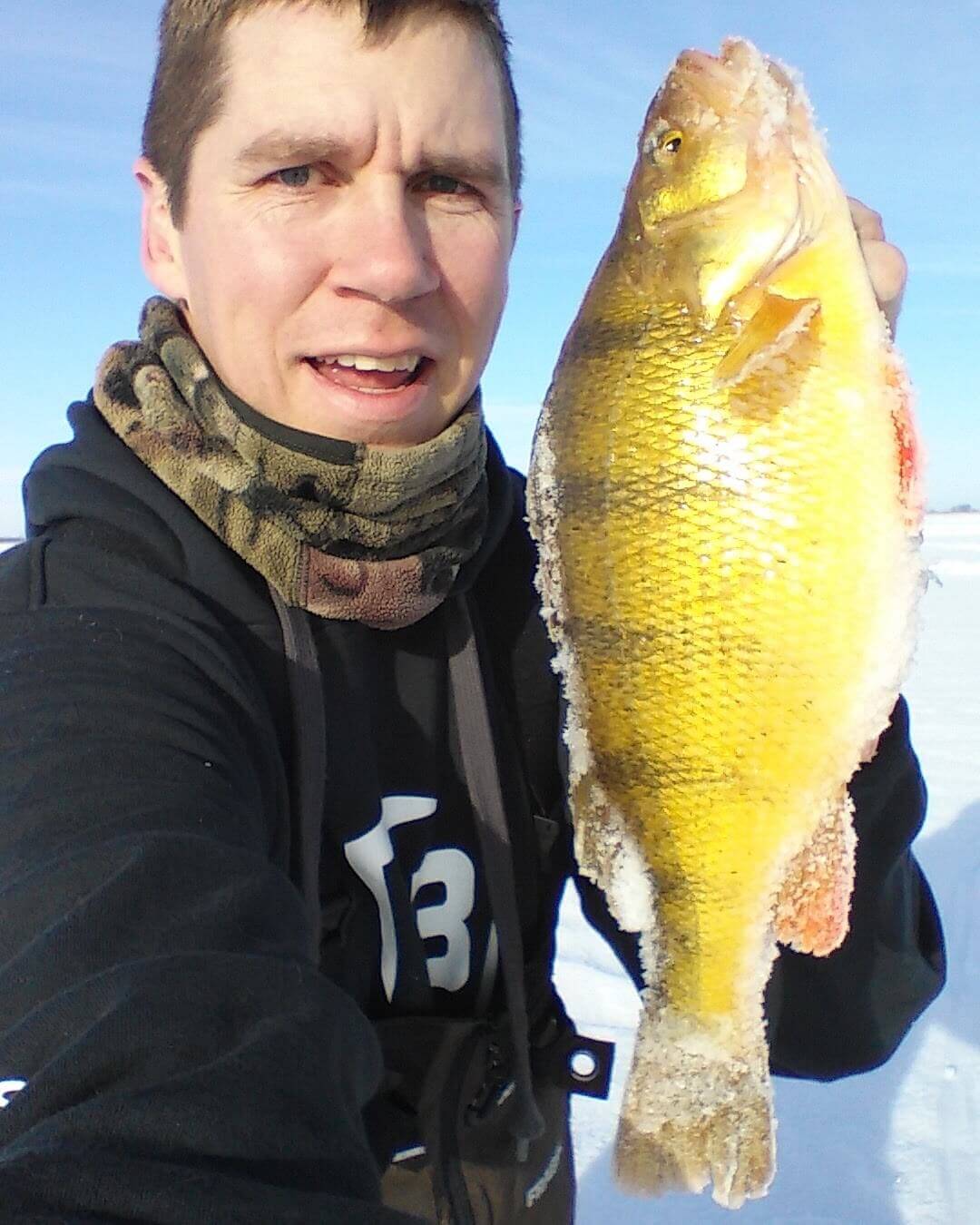 14.5 Inch Yellow Perch