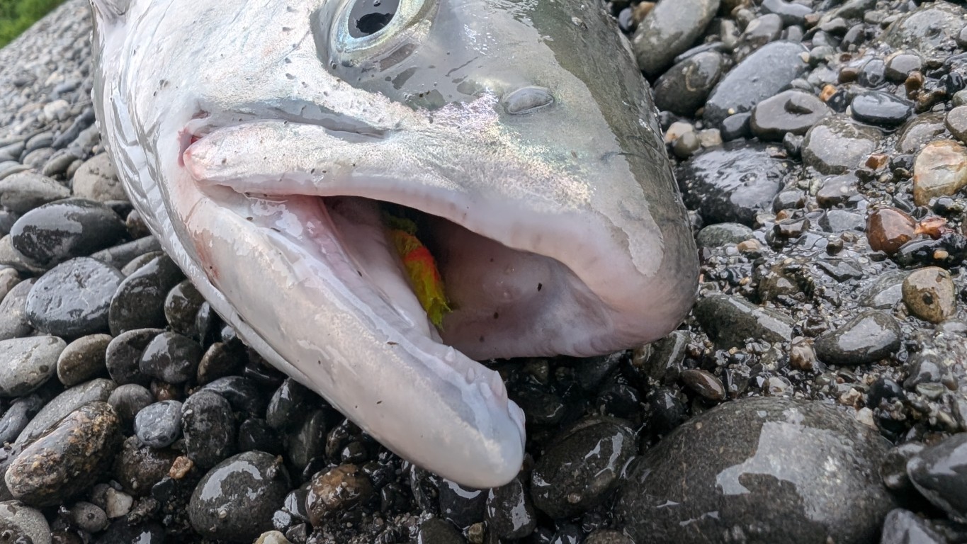 Yarn Fly in Sockeye Mouth