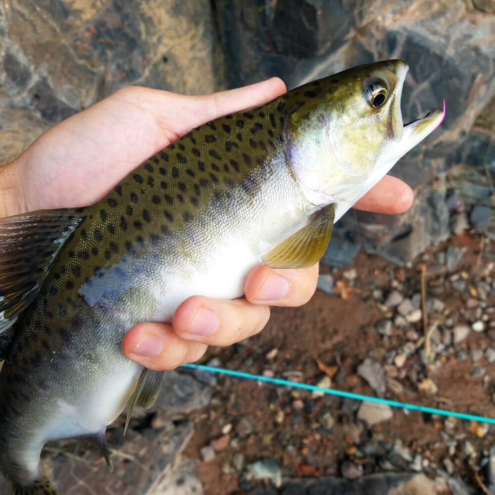 Pink Salmon run on the North Shore (MN) : r/flyfishing