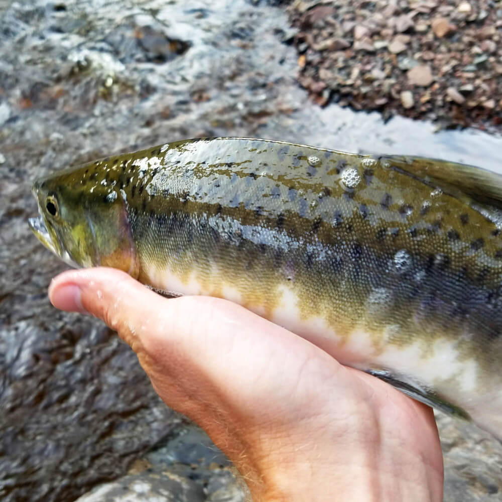 How To: Catch A Lake Superior Pink Salmon - JS-Outdoors