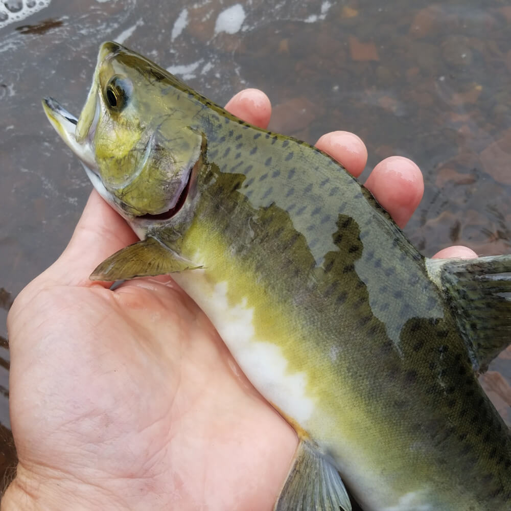 North Shore Pink Salmon