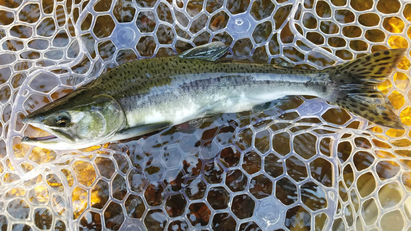 Ice Fishing for Lake Trout in Lake Superior [How To] - JS-Outdoors