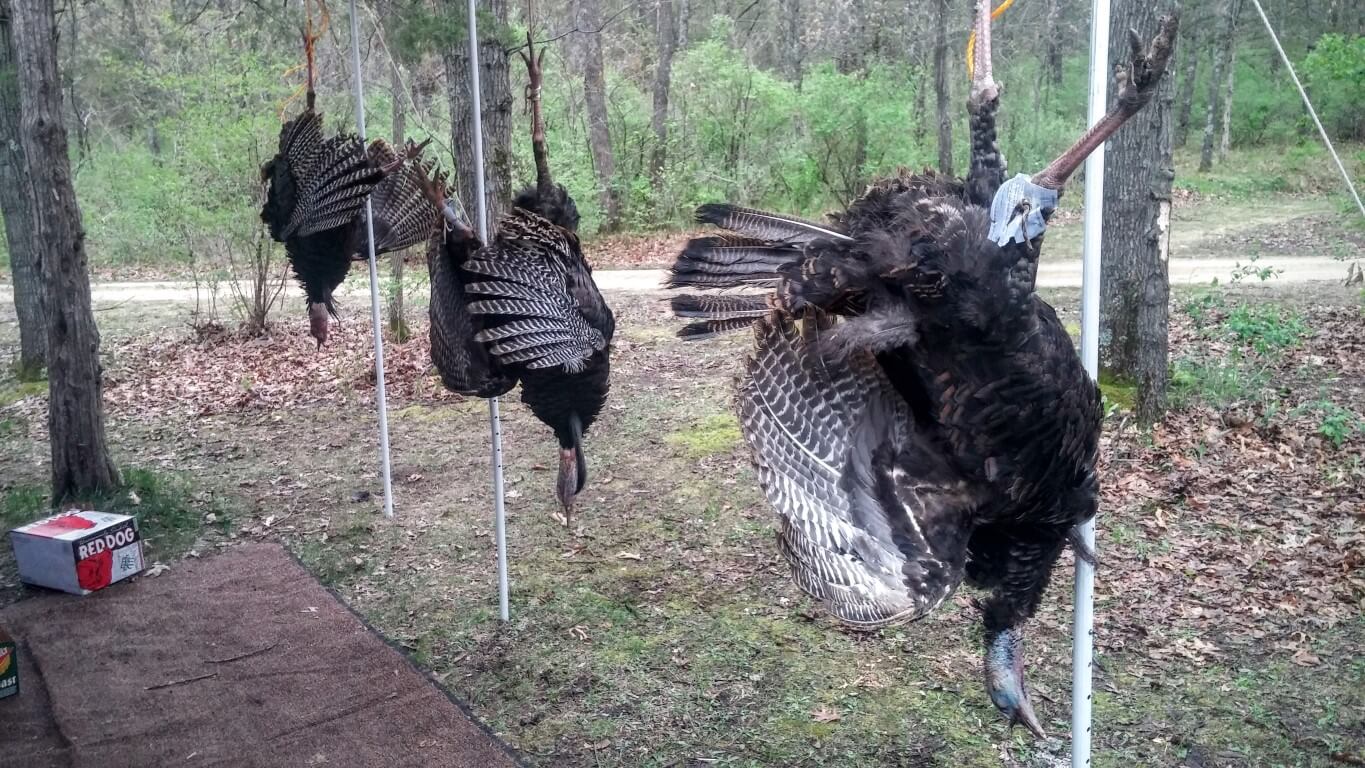 Minnesota Spring Turkey Hunt
