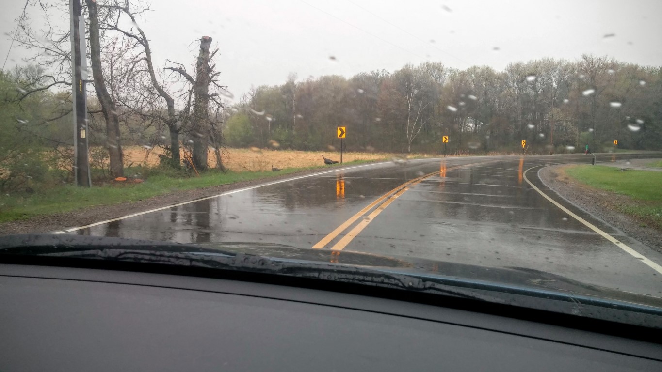 Turkeys crossing the road