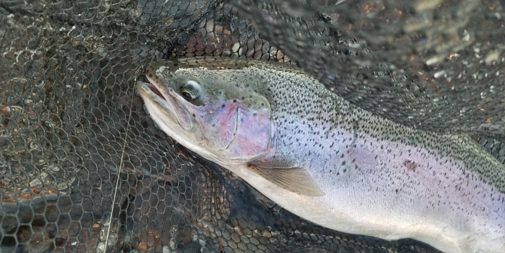 RZ Pink Pheasant Tail Nymph River trout and Fishery fishing flies