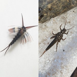 Brule River Stoneflies