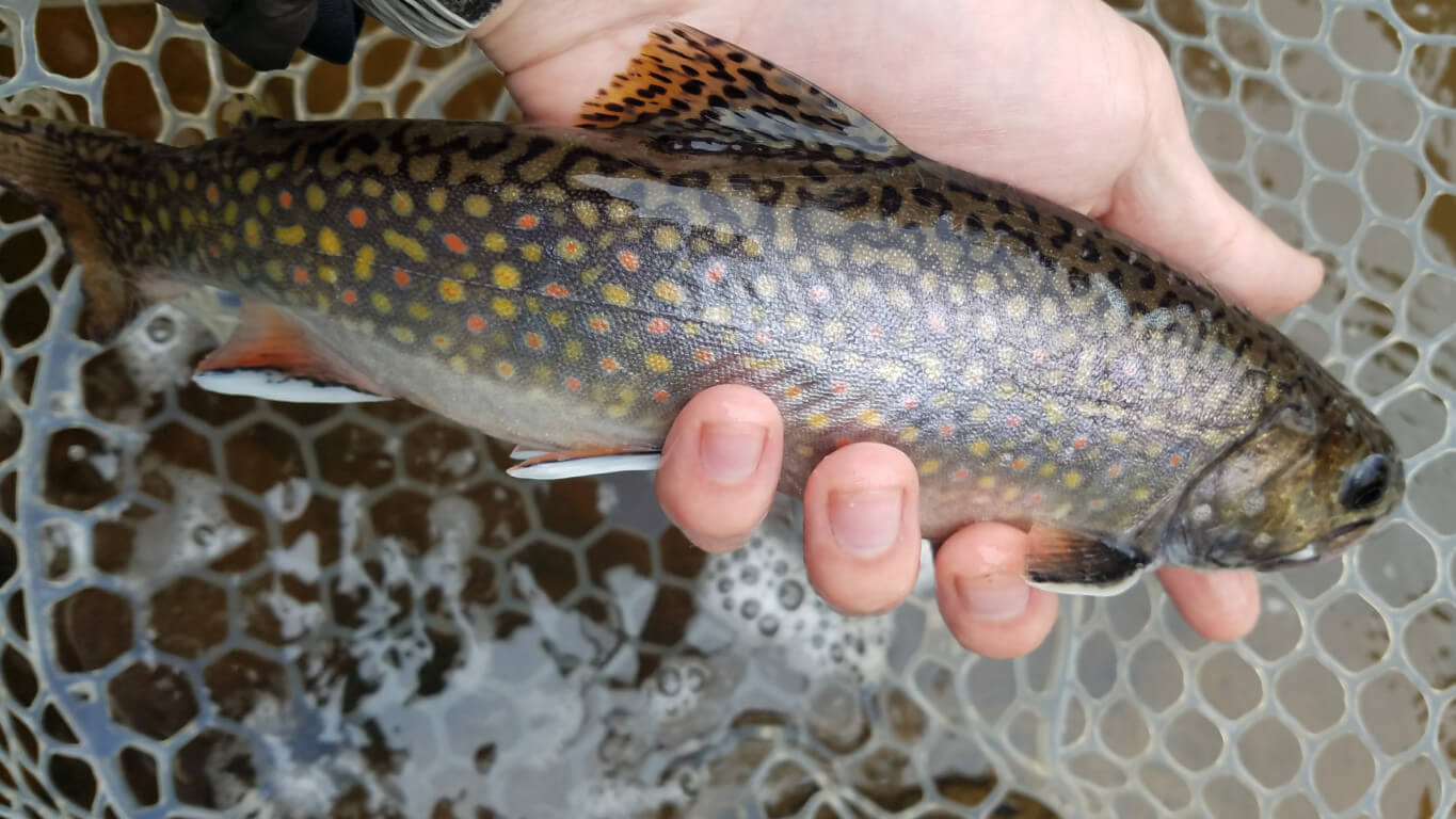 A brook trout caught along Minnesota's North Shore