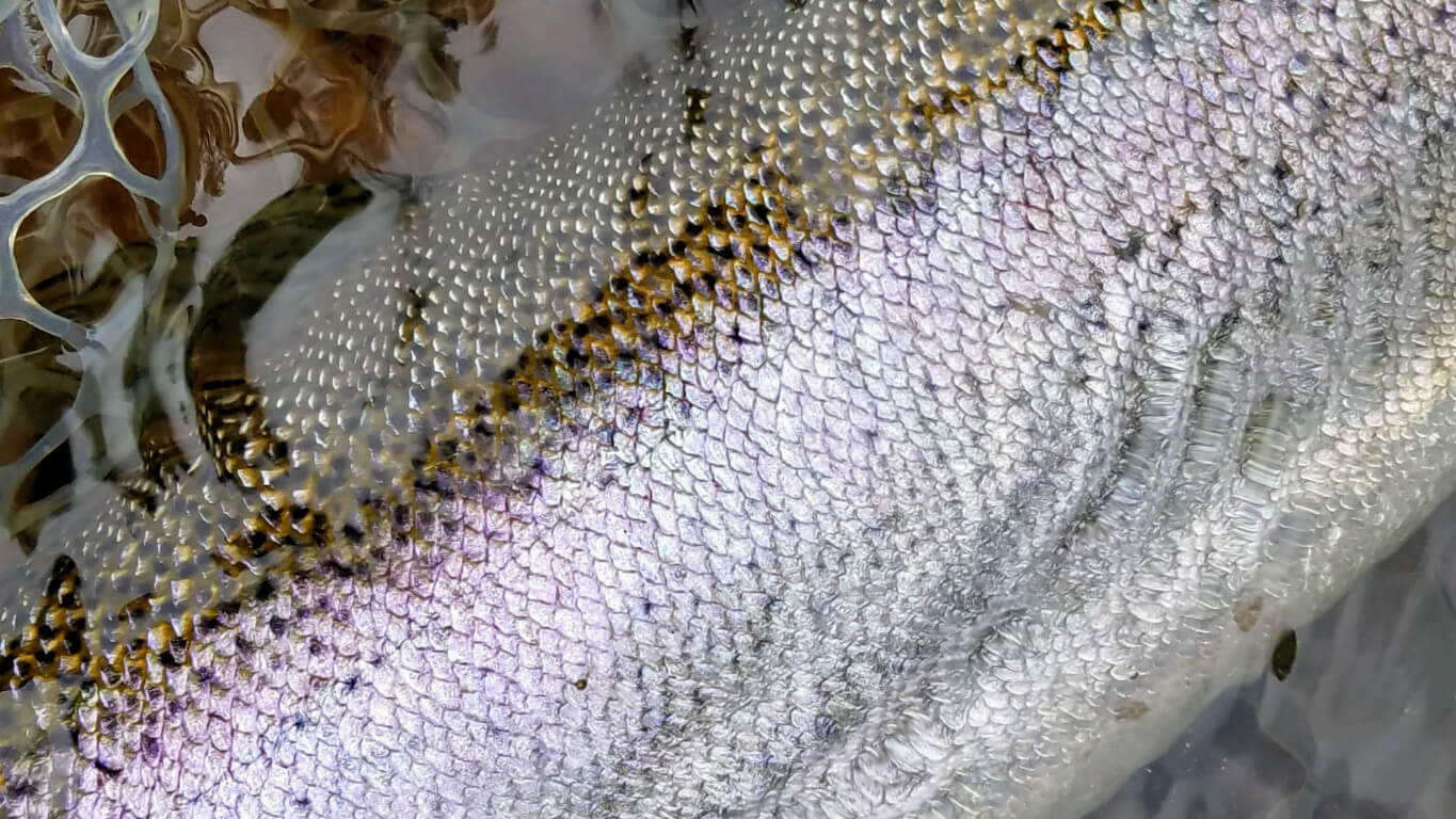 Steelhead/Salmon 12ft Leader - Home