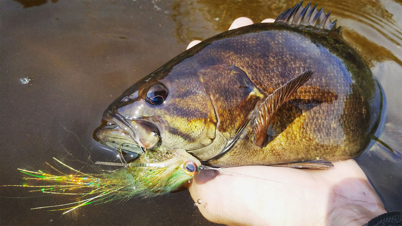 Big Eye Panfish Bug - Tight Lines Fly Fishing Co.