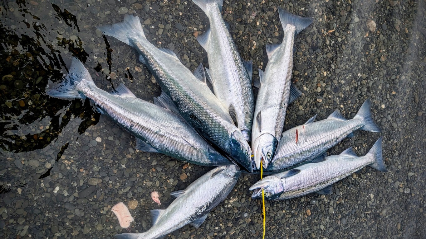 salmon on a stringer